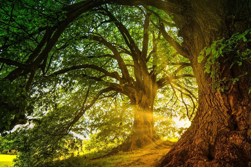 Enchanted Botany