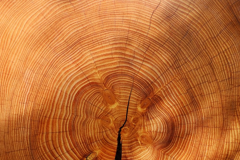 Spellbound Growth